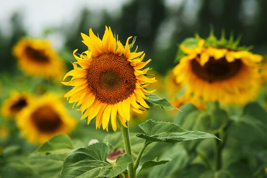 Sunflowers in bloom in Krasnodar Territory