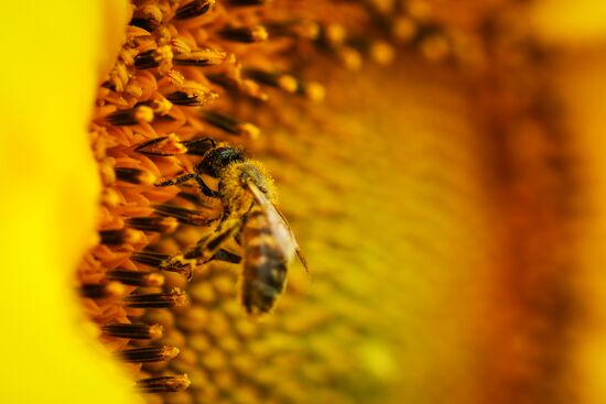 Sunflowers in bloom in Krasnodar Territory