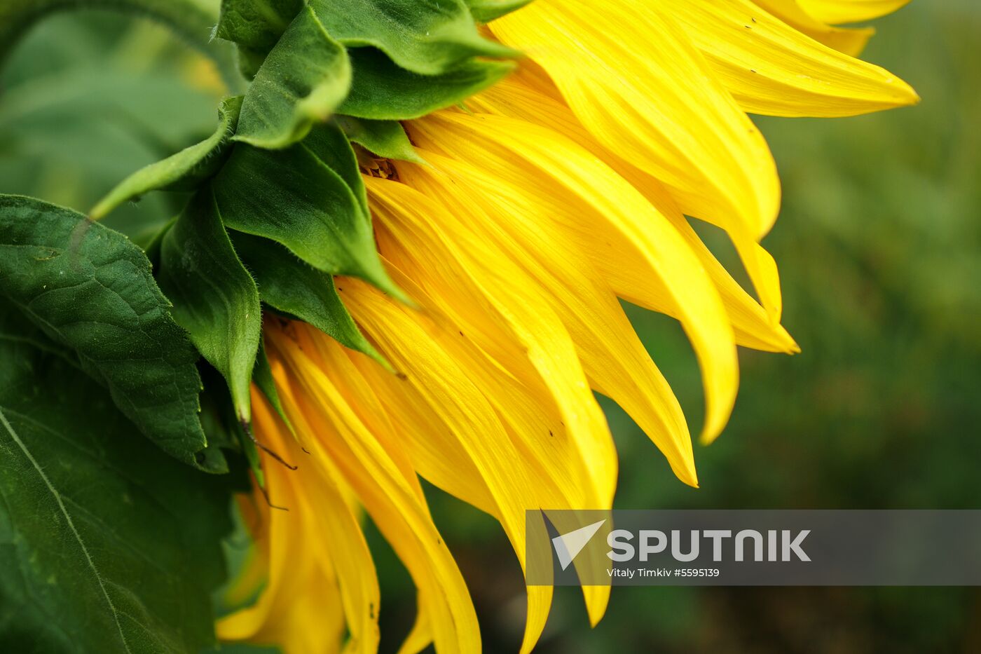 Sunflowers in bloom in Krasnodar Territory