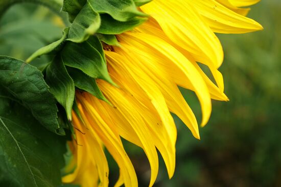 Sunflowers in bloom in Krasnodar Territory