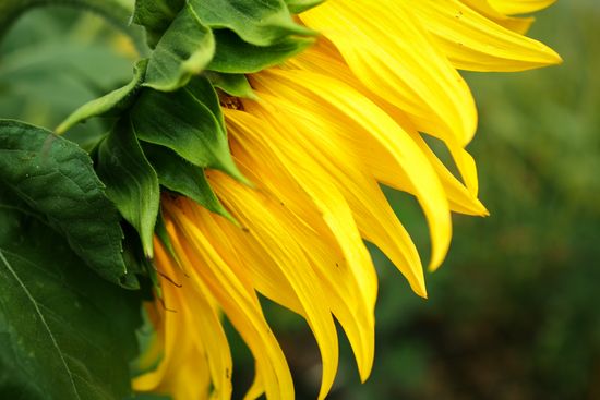 Sunflowers in bloom in Krasnodar Territory