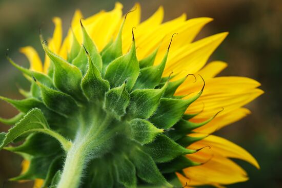 Sunflowers in bloom in Krasnodar Territory