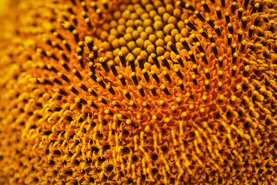Sunflowers in bloom in Krasnodar Territory