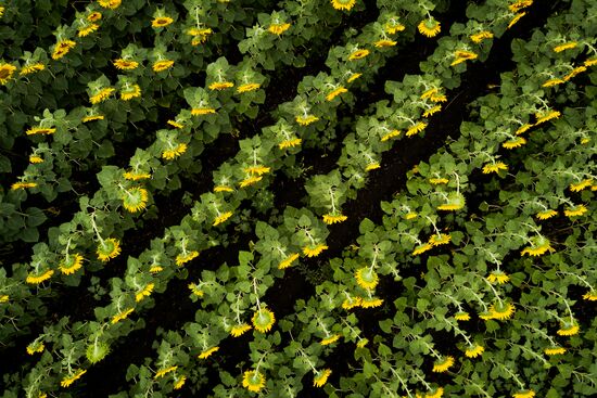 Sunflowers in bloom in Krasnodar Territory