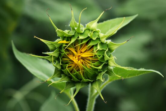 Sunflowers in bloom in Krasnodar Territory