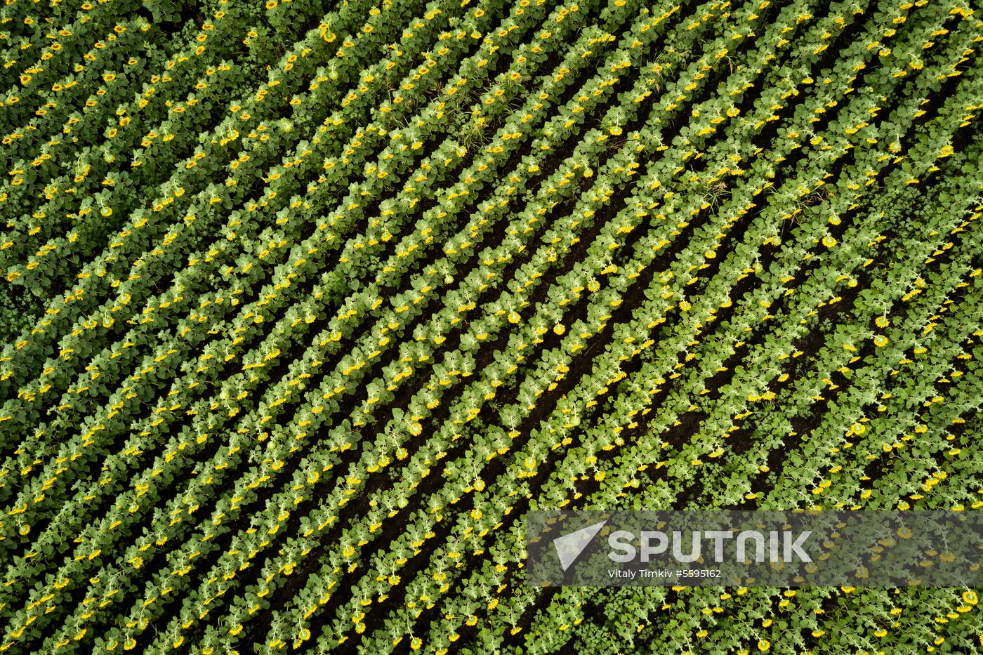 Sunflowers in bloom in Krasnodar Territory