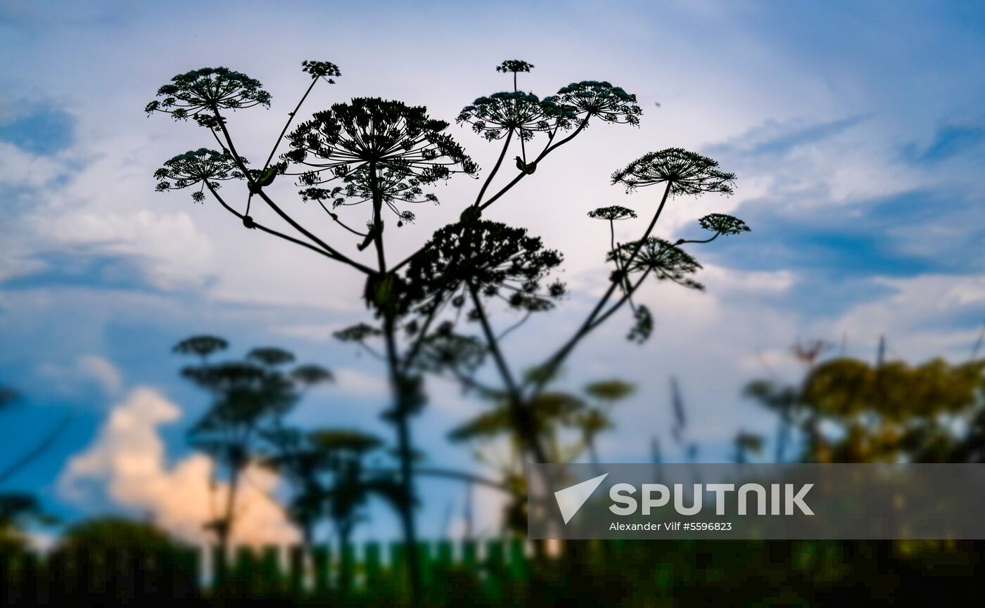 Giant hogweed near Moscow