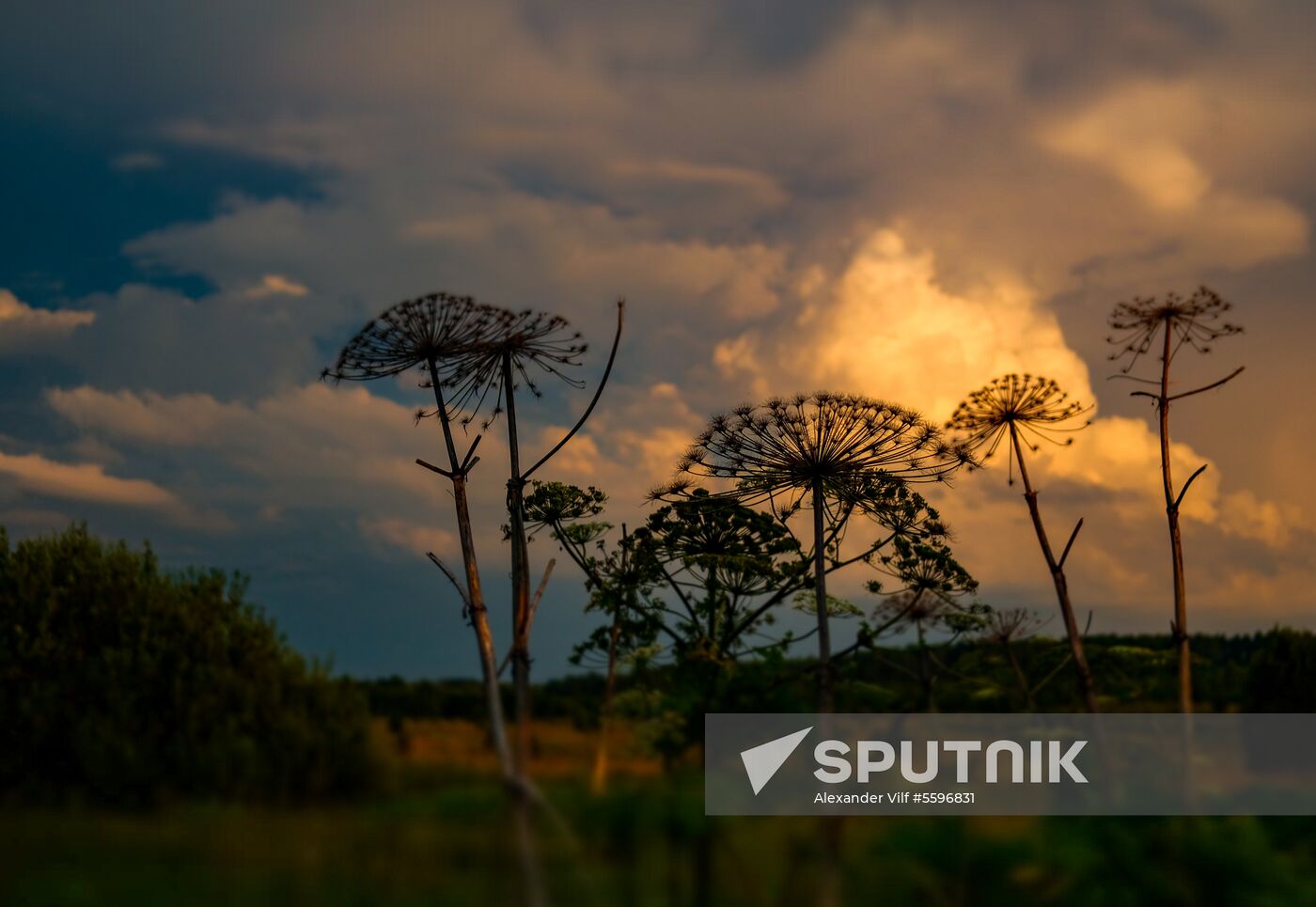 Giant hogweed near Moscow