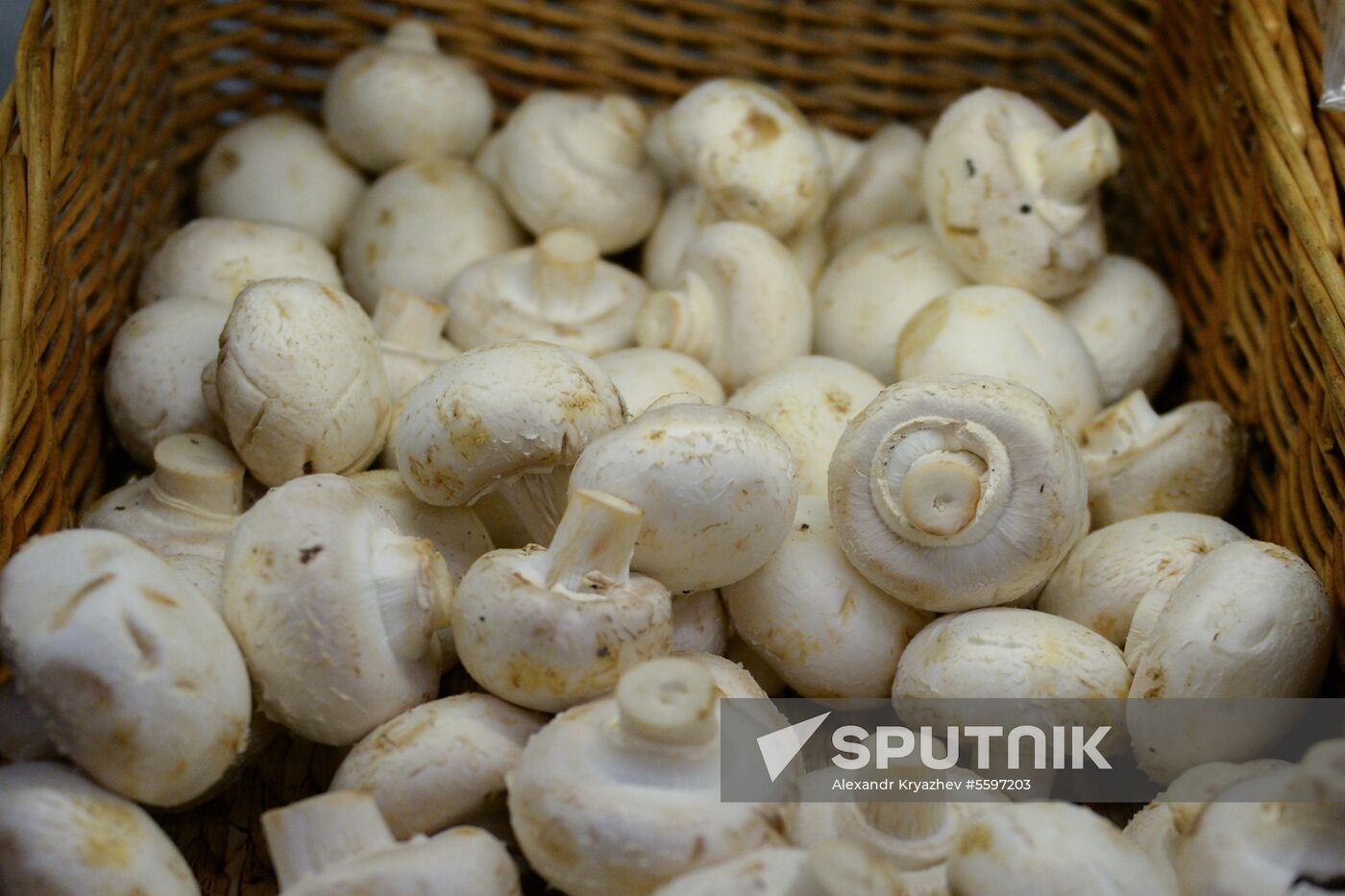 Rosselkhoznadzor bans champignons import from Belarus