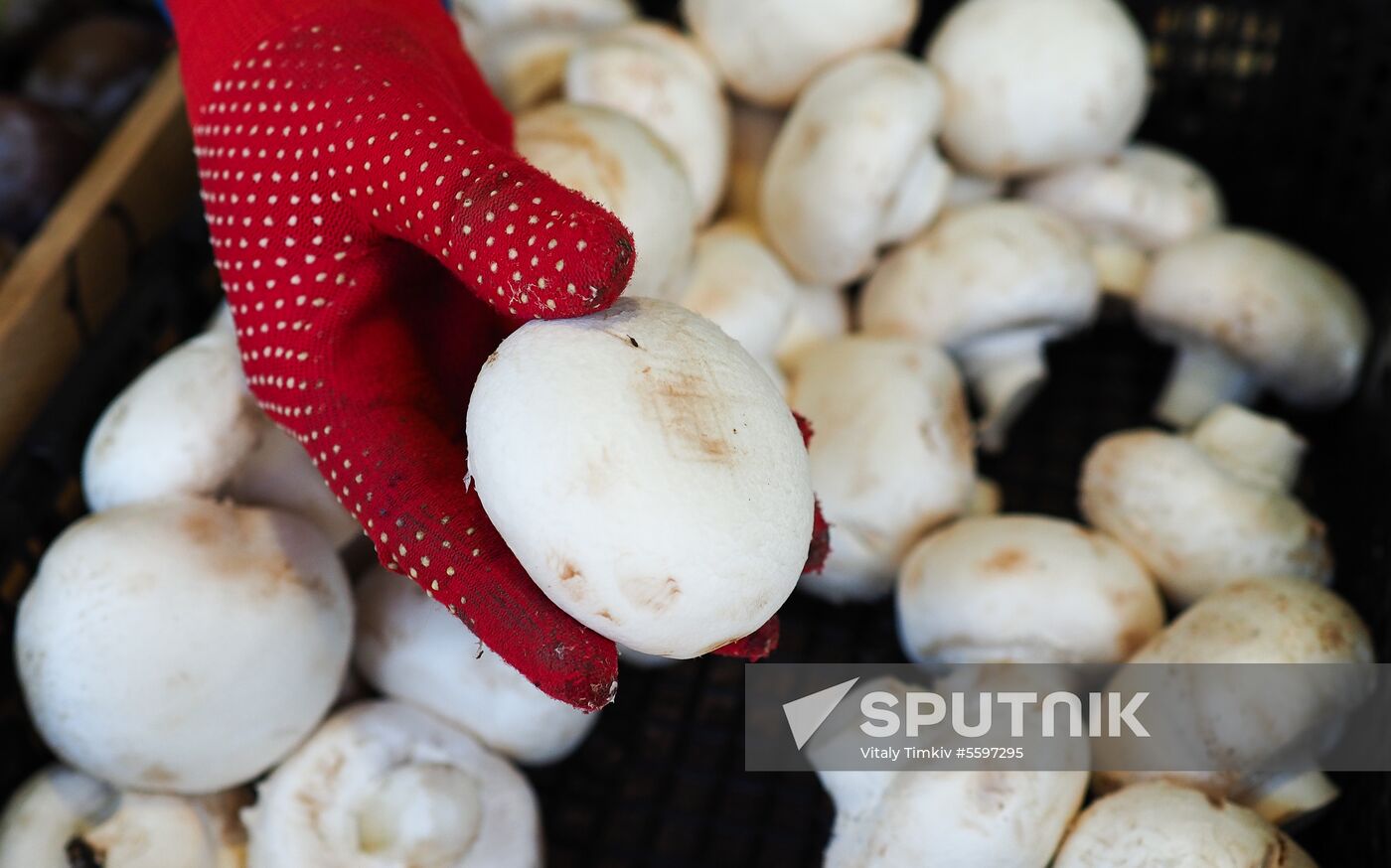 Rosselkhoznadzor bans champignons import from Belarus