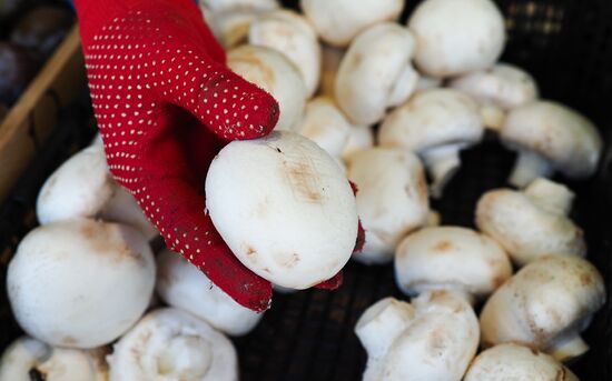 Rosselkhoznadzor bans champignons import from Belarus