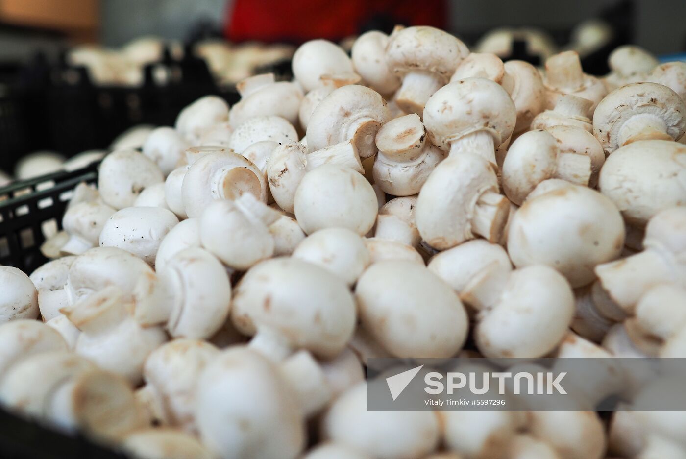 Rosselkhoznadzor bans champignons import from Belarus