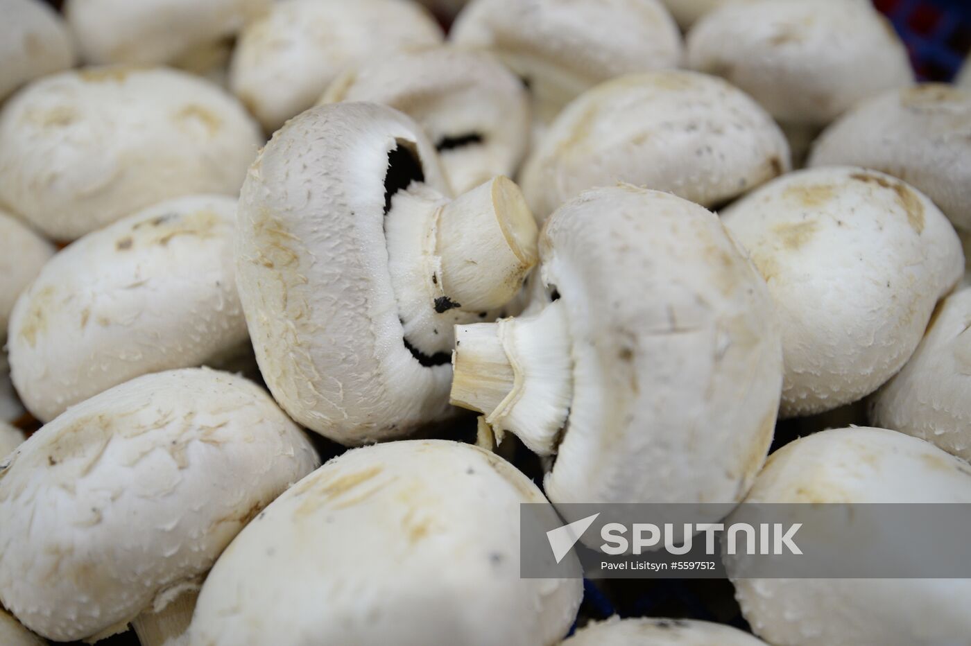 Rosselkhoznadzor bans champignons import from Belarus