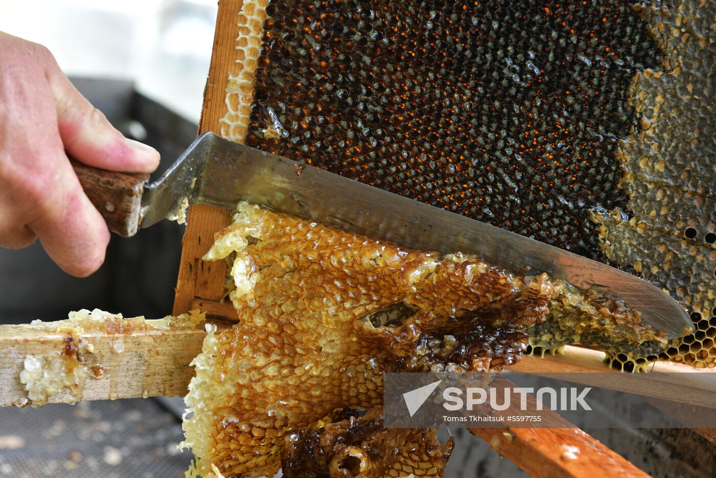 Honey harvesting in Abkhazia