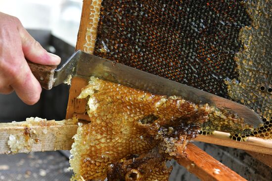 Honey harvesting in Abkhazia