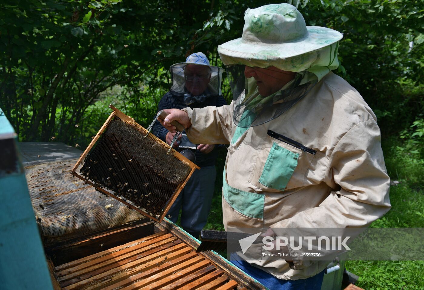 Honey harvesting in Abkhazia