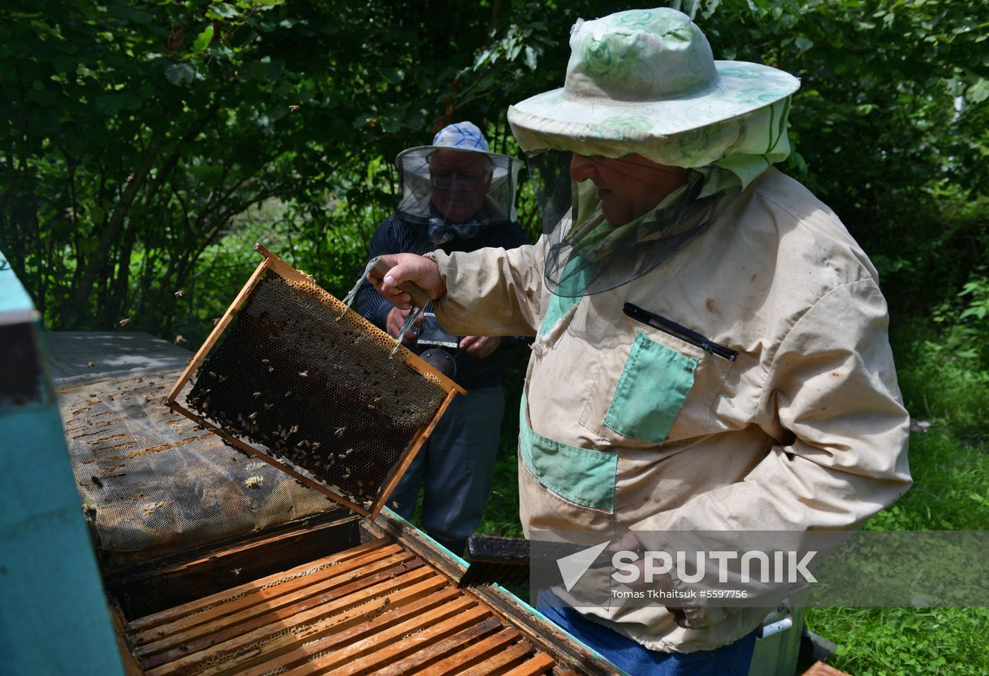 Honey harvesting in Abkhazia