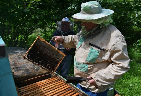 Honey harvesting in Abkhazia