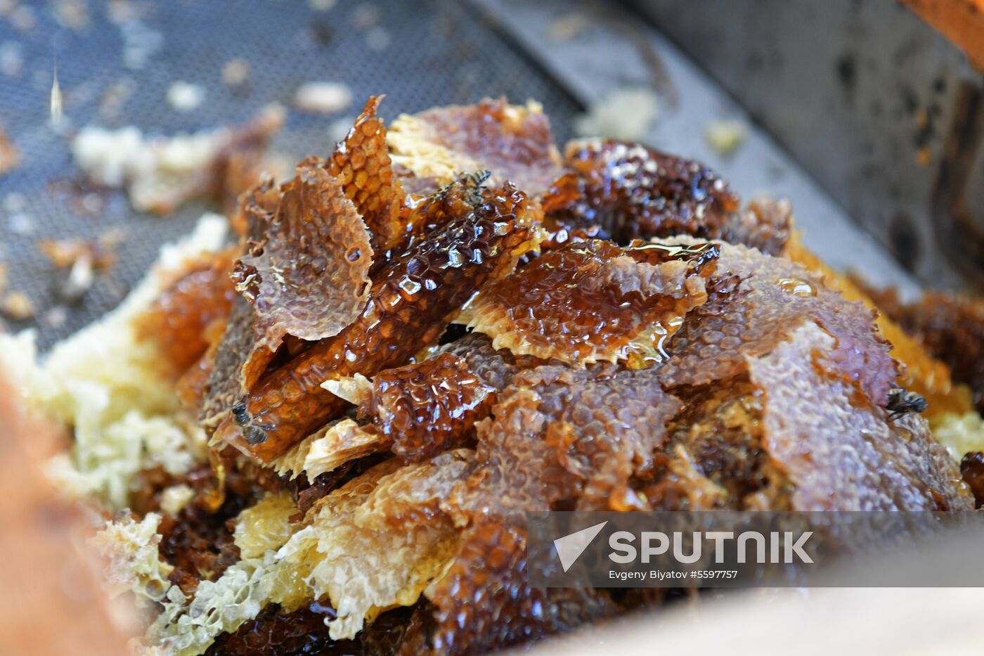 Honey harvesting in Abkhazia