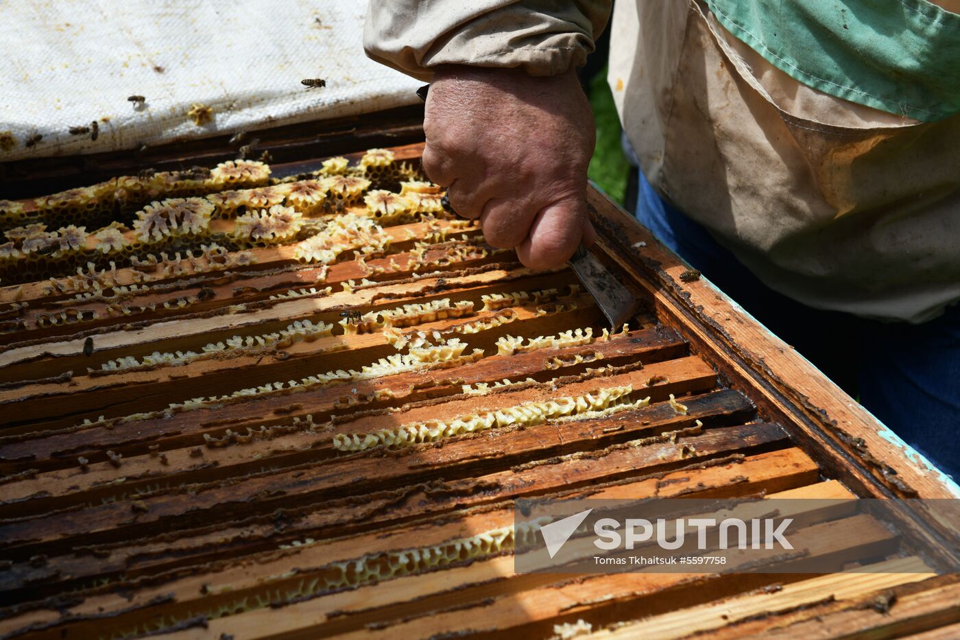Honey harvesting in Abkhazia