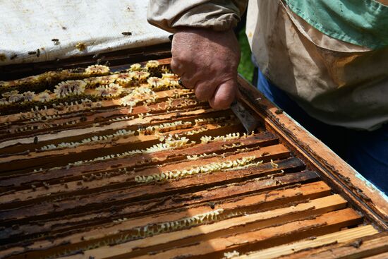 Honey harvesting in Abkhazia