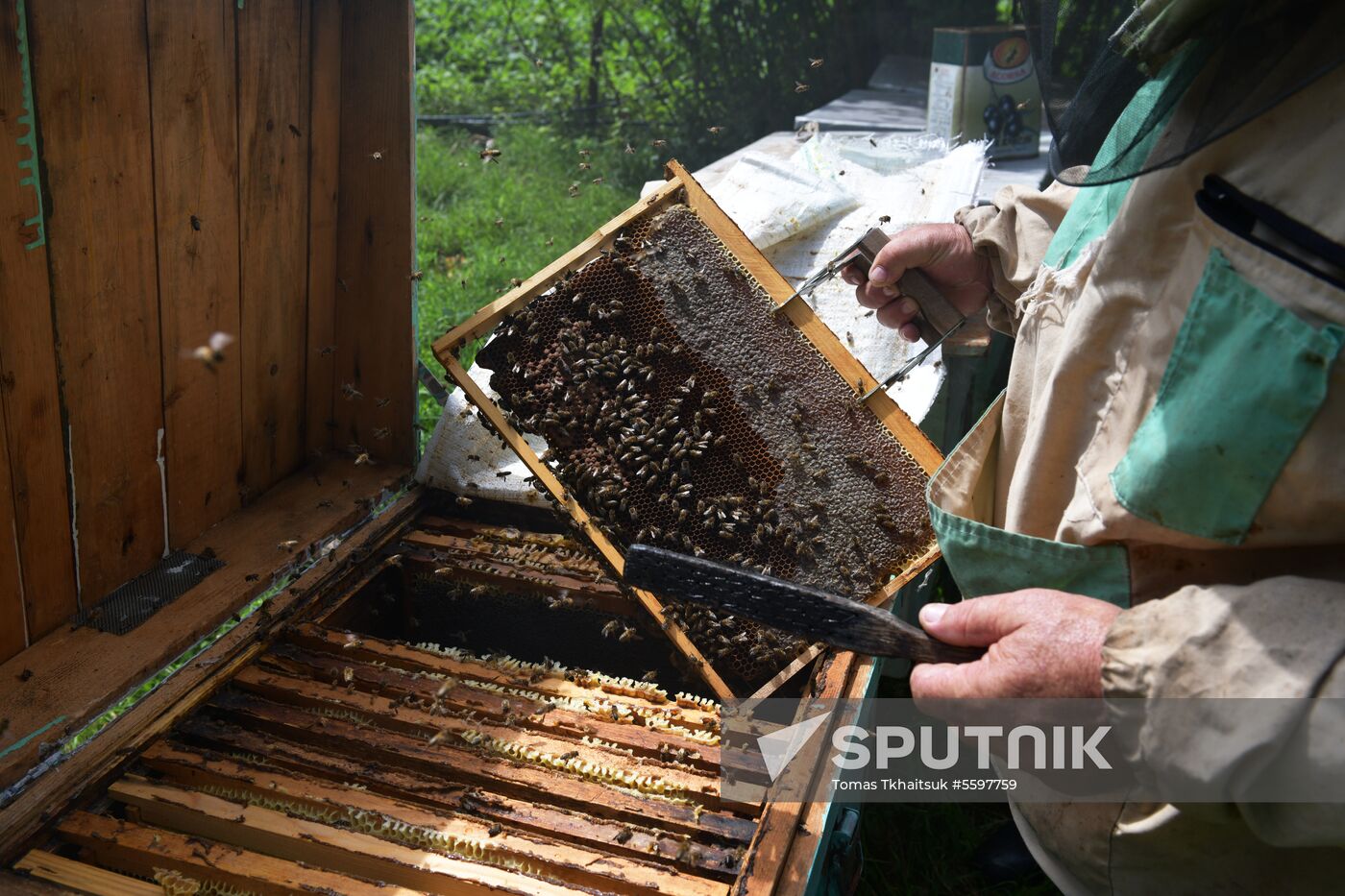 Honey harvesting in Abkhazia