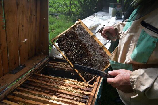 Honey harvesting in Abkhazia