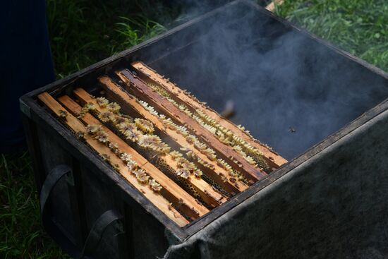Honey harvesting in Abkhazia