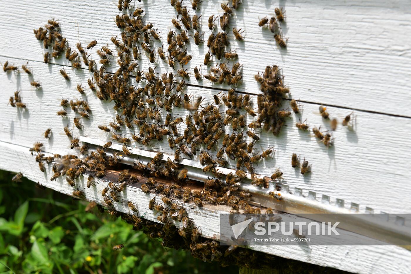 Honey harvesting in Abkhazia