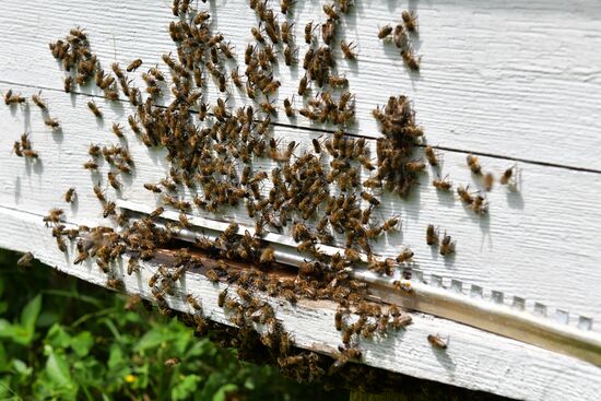 Honey harvesting in Abkhazia
