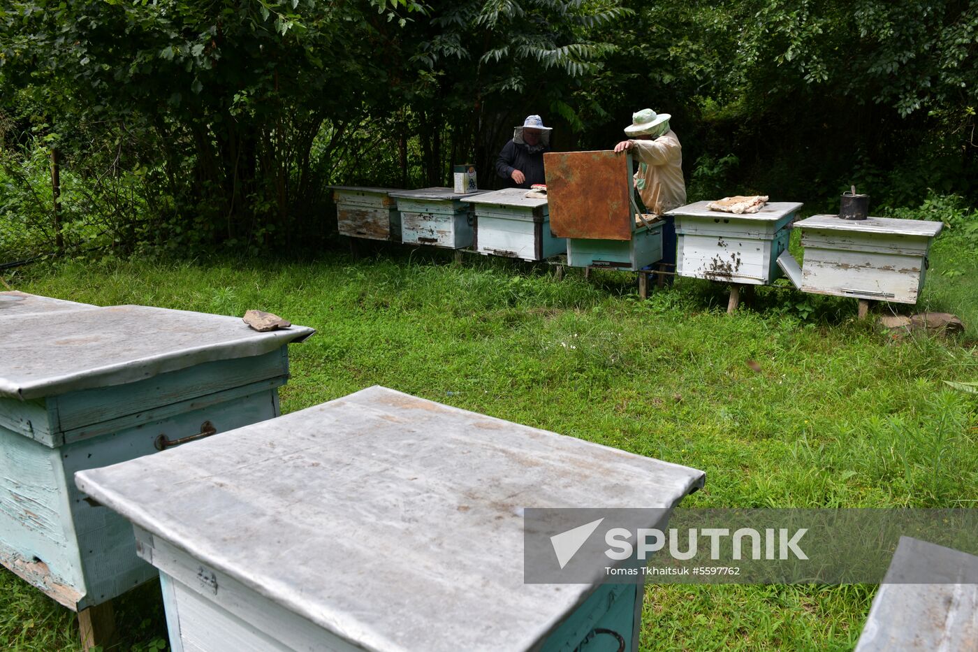 Honey harvesting in Abkhazia