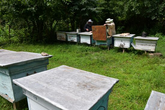 Honey harvesting in Abkhazia