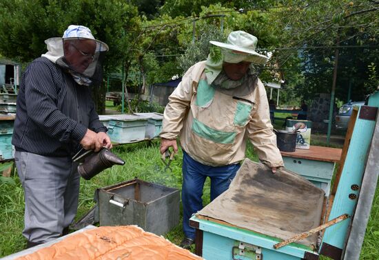 Honey harvesting in Abkhazia