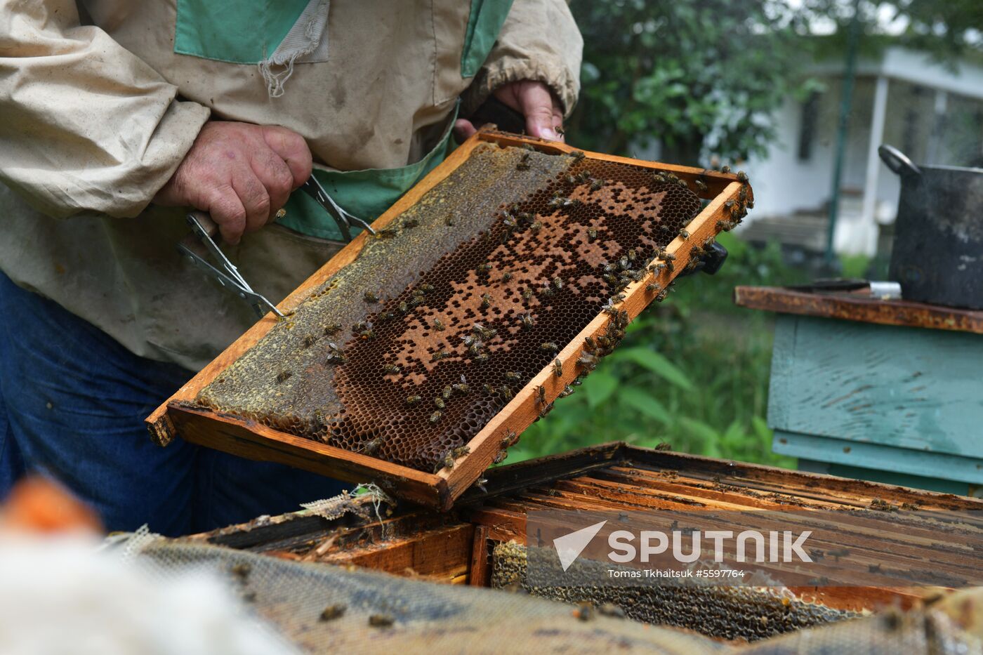 Honey harvesting in Abkhazia