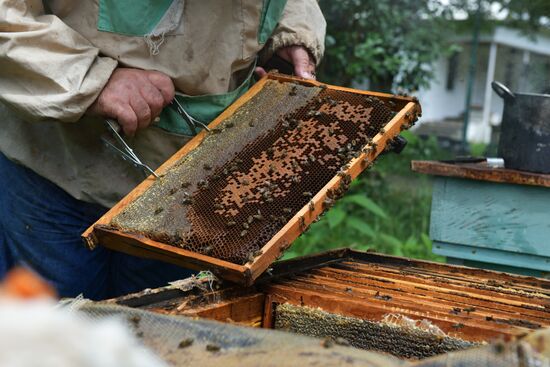 Honey harvesting in Abkhazia
