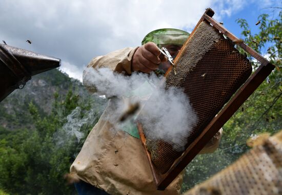 Honey harvesting in Abkhazia
