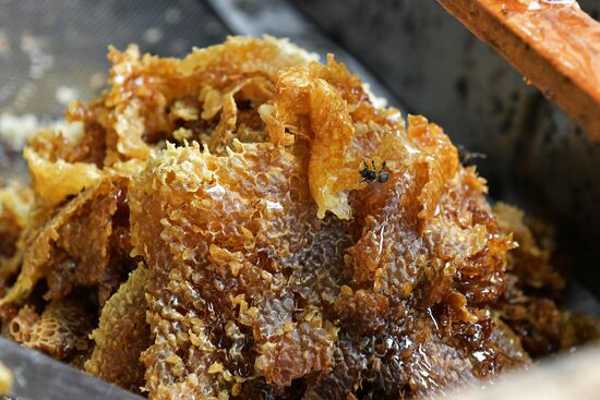 Honey harvesting in Abkhazia