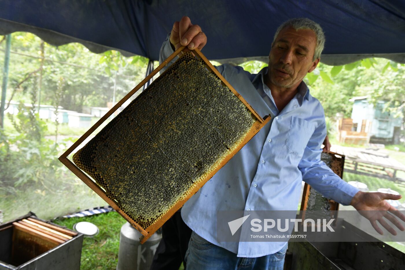 Honey harvesting in Abkhazia