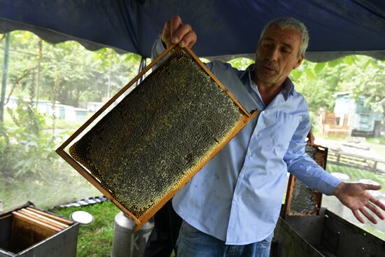 Honey harvesting in Abkhazia