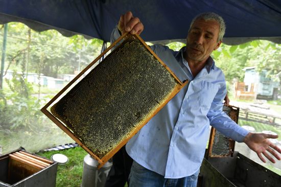 Honey harvesting in Abkhazia