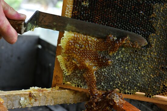 Honey harvesting in Abkhazia