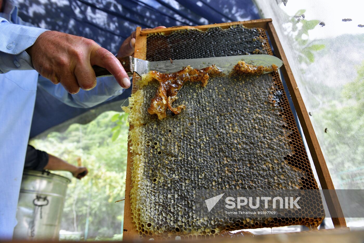 Honey harvesting in Abkhazia