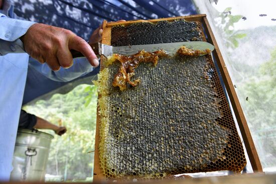 Honey harvesting in Abkhazia