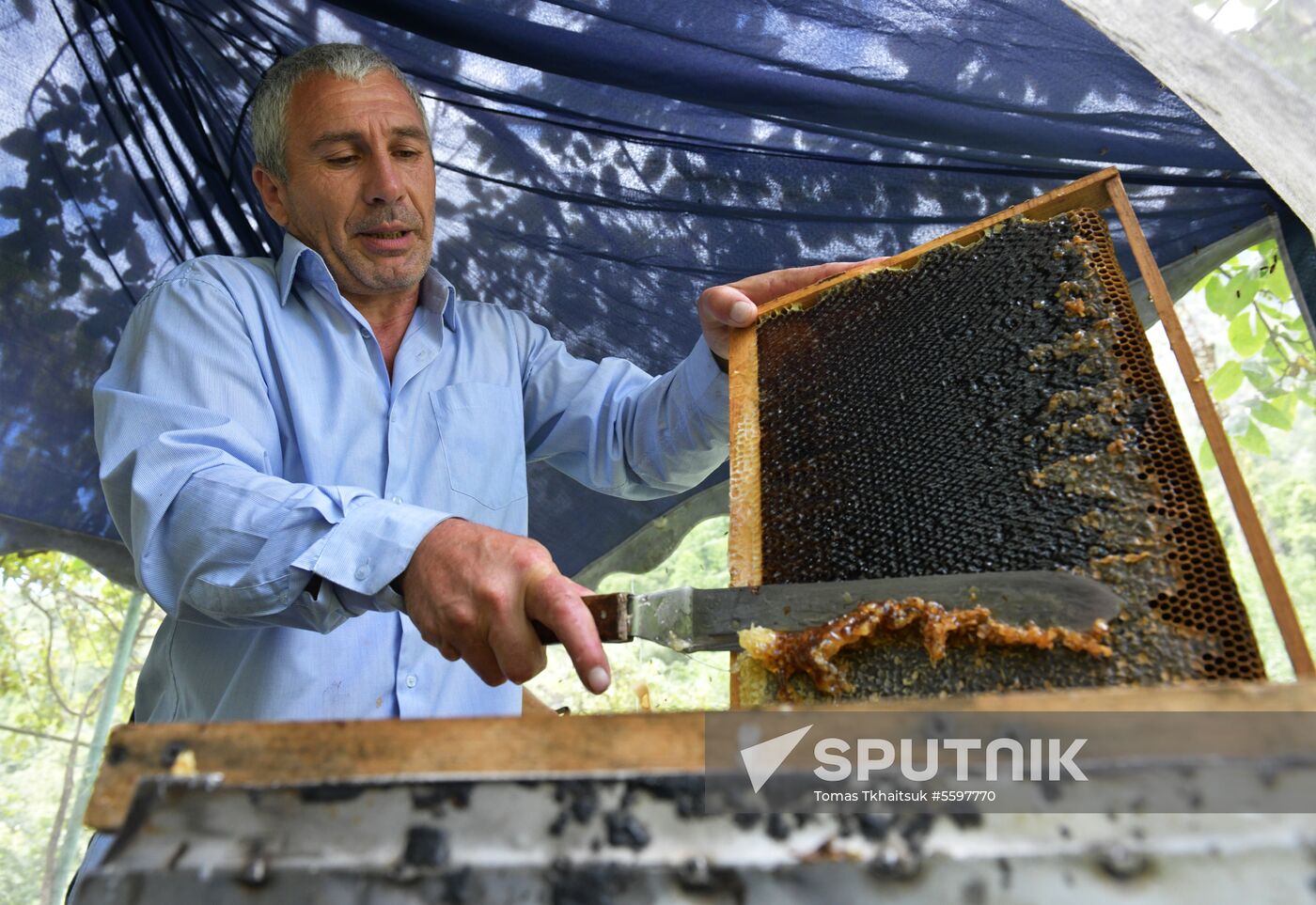 Honey harvesting in Abkhazia