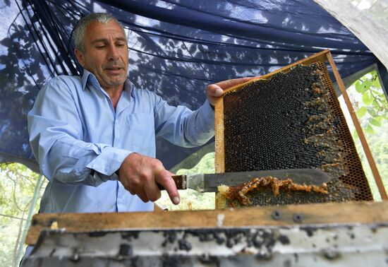 Honey harvesting in Abkhazia