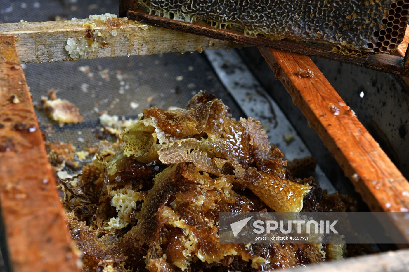 Honey harvesting in Abkhazia