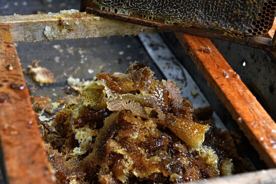 Honey harvesting in Abkhazia