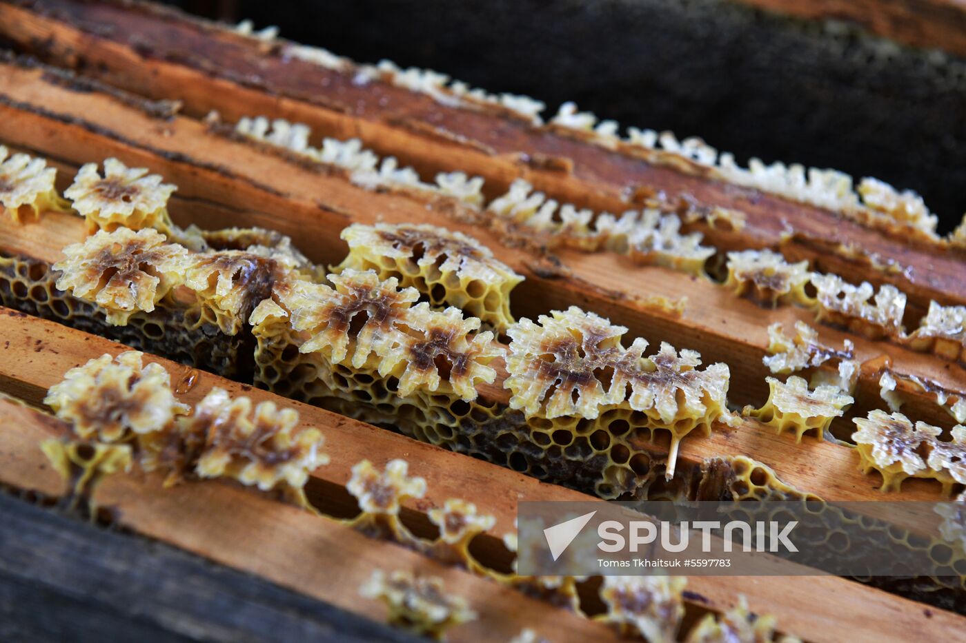 Honey harvesting in Abkhazia