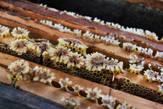 Honey harvesting in Abkhazia