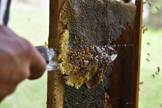 Honey harvesting in Abkhazia